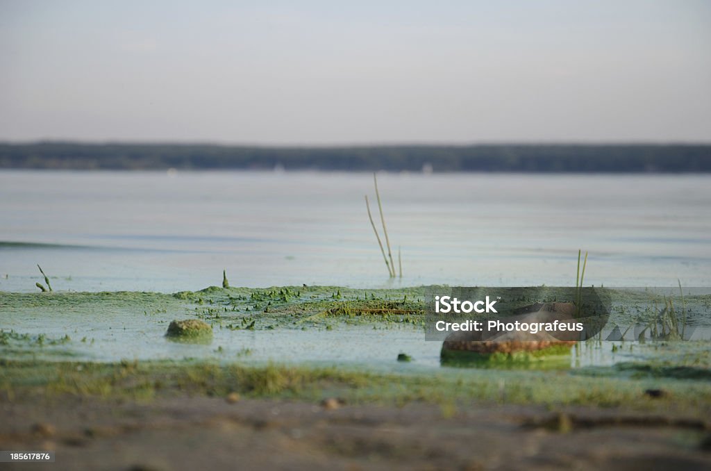 Sporco, Verde beach. - Foto stock royalty-free di Abbandono di rifiuti