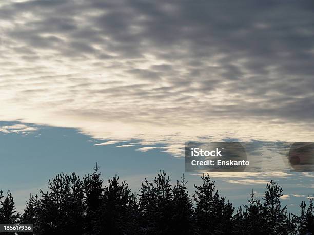 Photo libre de droit de Ciel Et La Cime Des Arbres banque d'images et plus d'images libres de droit de Arbre - Arbre, Beauté, Bleu