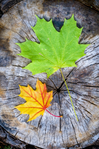 Green and orange maple leaf on a cut trunk, in the forest in autumn