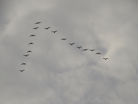 Birds flying in formation with cloudy sky.