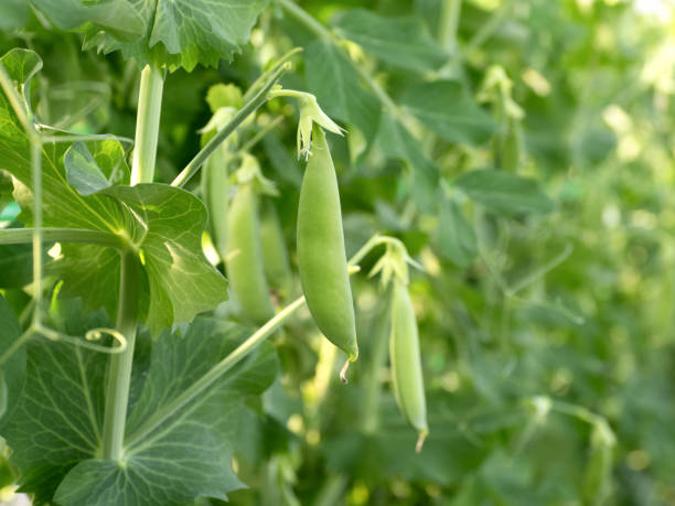 istock Growing snap peas in greenhouses 1856198353