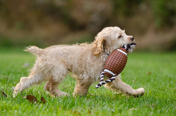 istock Cockapoo Puppy Running with Toy Football 185620142
