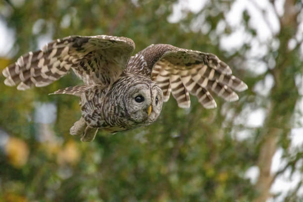 istock Barred Owl In Flight, Richmond, BC, Canada 1856203608