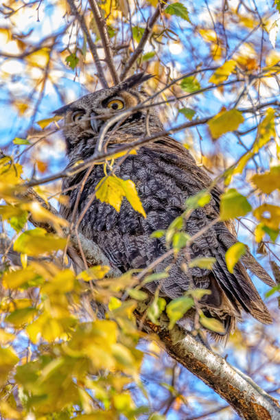 istock great horned owl with fall colours 1856203612