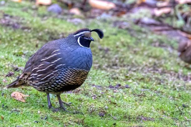 istock California Quail, Delta, BC, Canada 1856203616