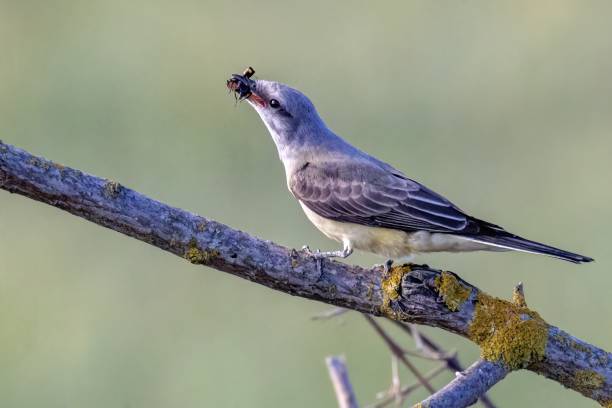 istock Western Kingbird perched on a tree branch 1856203619