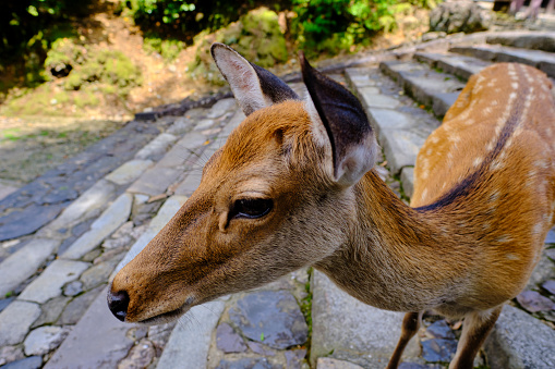 Wide-angle view with deer's head in center of frame. The deer is standing on stone stairs.