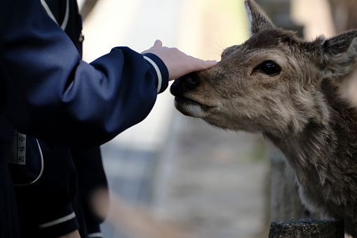 A tourist pets a deer in Nara