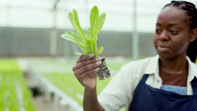 Plant, inspection and hydroponic farmer in greenhouse with growth of agriculture, production and leaves. Black woman, farming or closeup on lettuce with water saving, irrigation and eco friendly farm