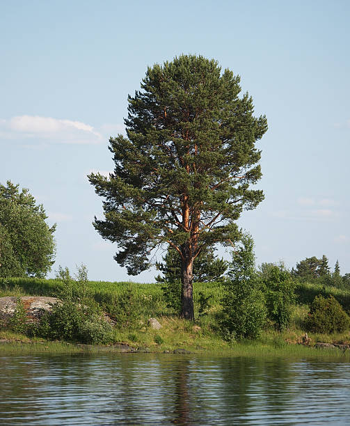 istock shore of Lake 185621591