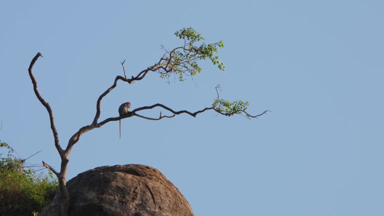 Camera zooms out while this individual is perched on a branch with this fantastic blue sky as a background, Crab-eating Macaque Macaca fascicularis, Thailand