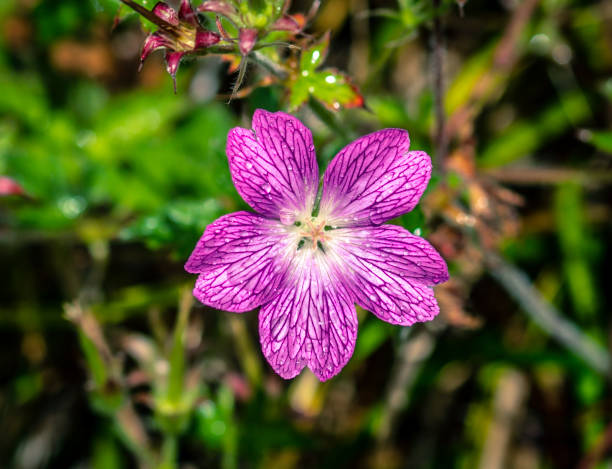 istock Purple Wet Flower 1856228196