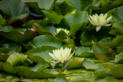 Several yellow lilies among their green foliage.