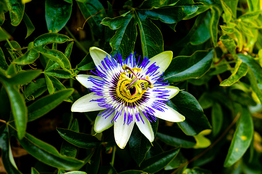 Immerse yourself in the mesmerizing beauty of nature with this single blooming Bluecrown Passionflower. In exquisite detail, the intricate and unique characteristics of the flower come to life, showcasing its vibrant blue petals, delicate filaments, and the unmistakable crown-like structure at its center.

The radiant hues of blue, coupled with the subtle interplay of shadows and light, create a visual masterpiece that evokes a sense of enchantment. The flower's intricate design and ethereal presence make it a captivating subject, perfect for a range of creative projects, from botanical illustrations to wellness and relaxation-themed designs.