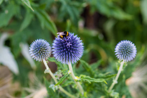 istock Bumblebee Alights on Echinops Bannaticus Blossom 1856233938