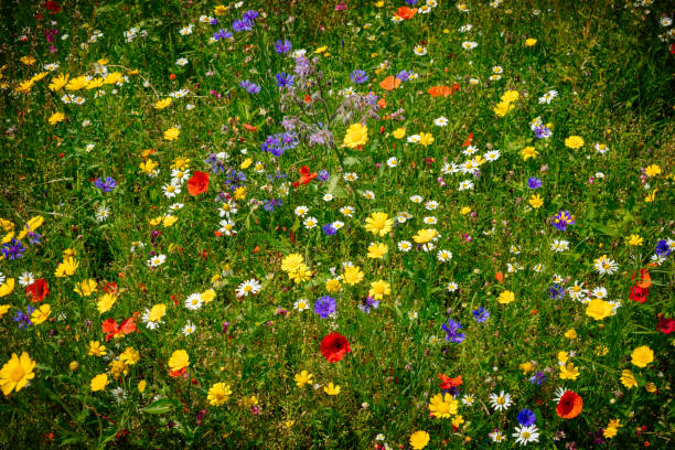 色とりどりの草原に多様な花が咲き乱れる - abloom ストックフォトと画像