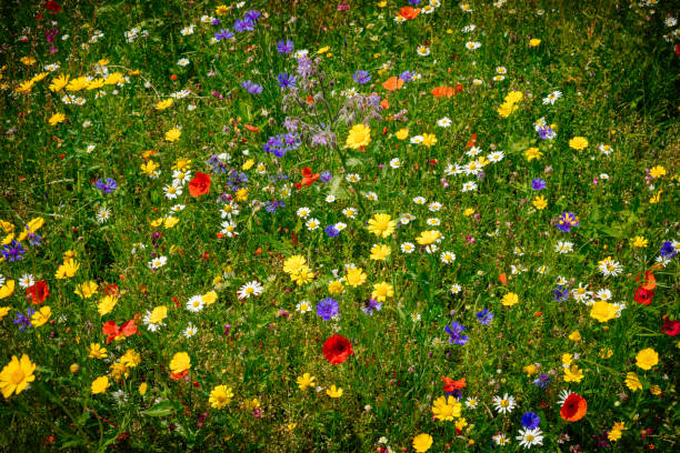 kolorowa łąka kwitnąca różnorodnymi kwiatami - abloom zdjęcia i obrazy z banku zdjęć
