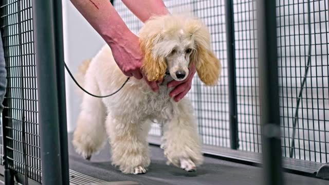 A small poodle puppy walks with confidence, walks along the dog running track after a couple of workouts in the dog gym