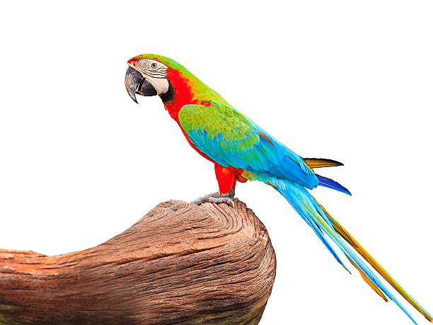istock Macaw bird on a white background with clipping path 185624040