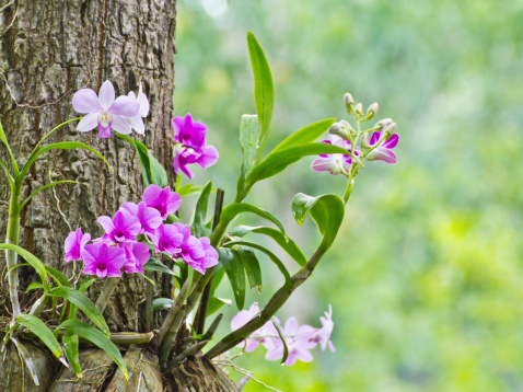 Orchids on the tree