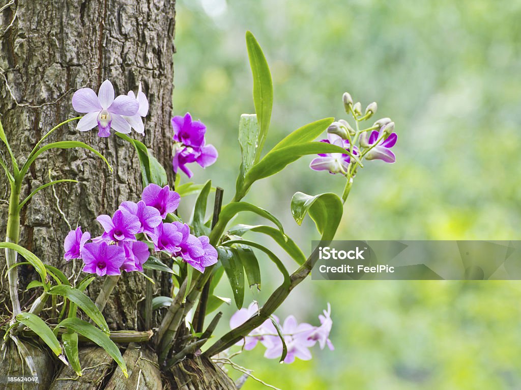 Orquídeas - Royalty-free Orquídea - Flor tropical Foto de stock