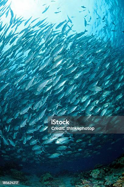 Scuola Di Jackfish Allisola Di Sipadan Borneo Malesia - Fotografie stock e altre immagini di Subacqueo