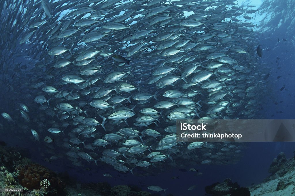 school of Jackfish im Sipadan Island, Borneo, Malaysia - Lizenzfrei Meer Stock-Foto