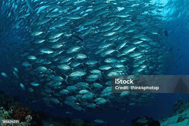 School Of Jackfish Im Sipadan Island Borneo Malaysia Stockfoto und mehr Bilder von Meer