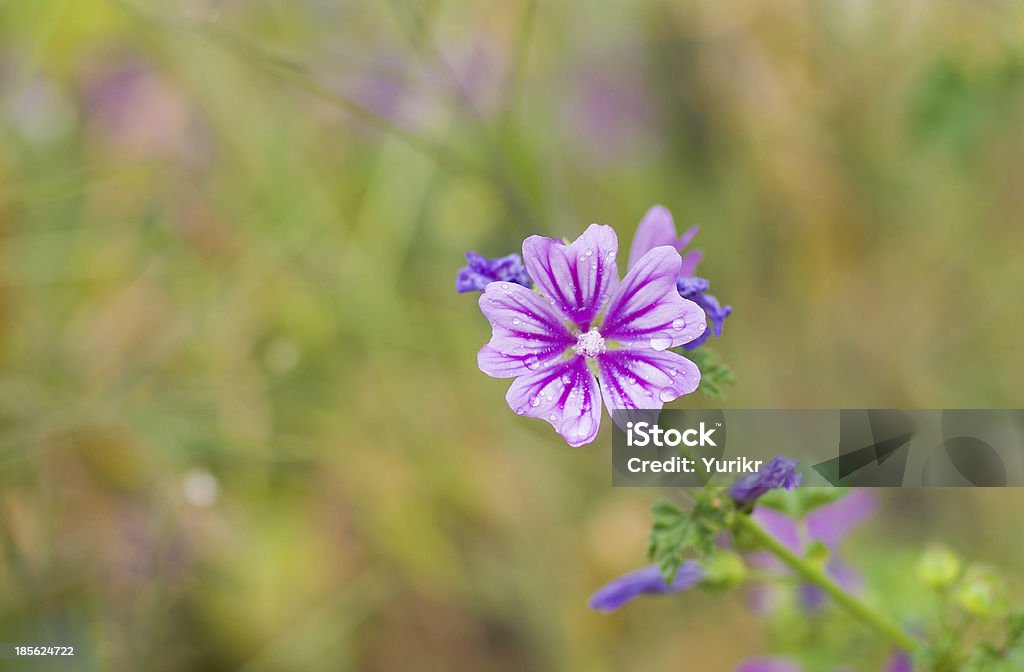 Schöne wilde Blume - Lizenzfrei Baumblüte Stock-Foto