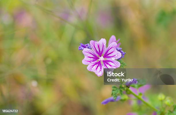 Bela Flor Selvagem - Fotografias de stock e mais imagens de Ao Ar Livre - Ao Ar Livre, Bebida Fresca, Beleza