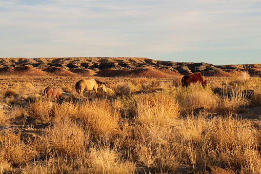 Wild horses at Valley of Dreams, New Mexico, USA