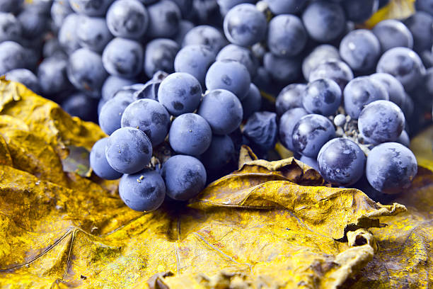 New crop of grapes for wine manufacture