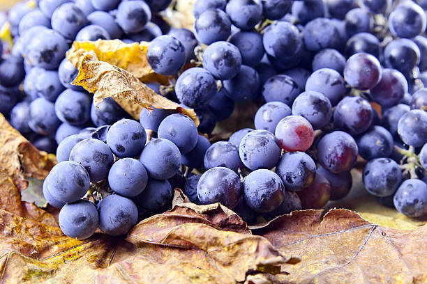 istock crop of grapes for wine manufacture 185626329