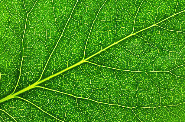 istock Leaf of a plant 185626462