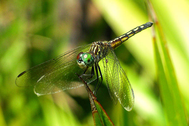 libélula - port richey fotografías e imágenes de stock