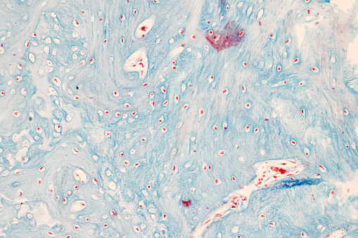 Backgrounds of Characteristics Tissue of Internal ear Human under the microscope in Lab.