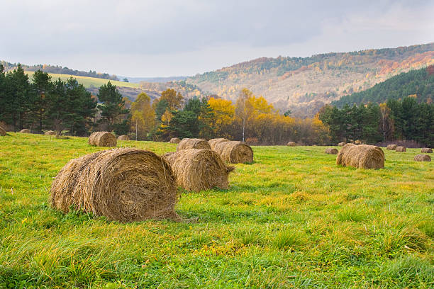 istock Countryside landscape, Poland 185628923
