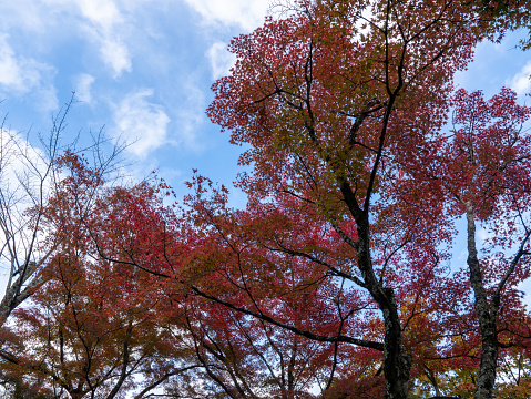 Red maple leaves on maple tree against sky
