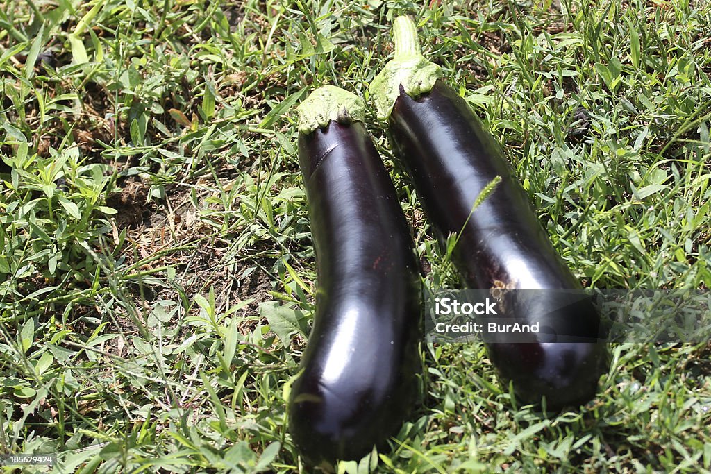 Color berenjena - Foto de stock de Acostado libre de derechos