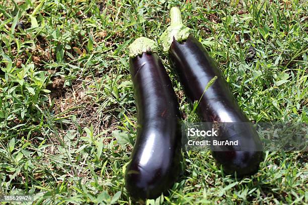 Color Berenjena Foto de stock y más banco de imágenes de Acostado - Acostado, Alimento, Berenjena - Vegetal