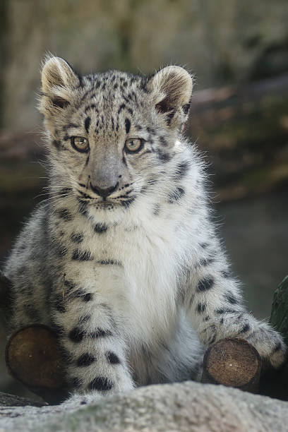istock Portrait of a snow leopard cub 185629499