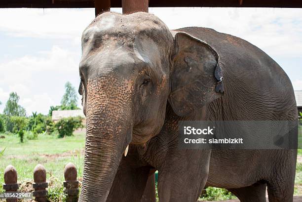 Elefante Village Surin Tailandia Foto de stock y más banco de imágenes de Actividad