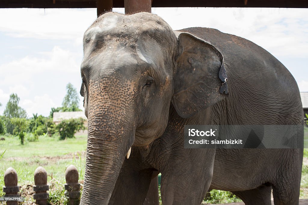 코끼리 마을 (연구 센터) 수린 こんにちは - 로열티 프리 귀여운 스톡 사진