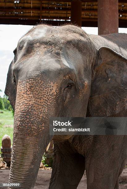 코끼리 마을 수린 こんにちは 귀여운에 대한 스톡 사진 및 기타 이미지 - 귀여운, 긴 주둥이, 대형