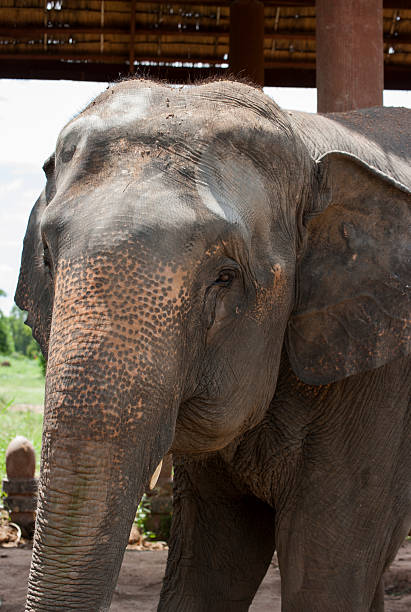 istock Elephant Village (Study Center) Surin Thailand 185629989