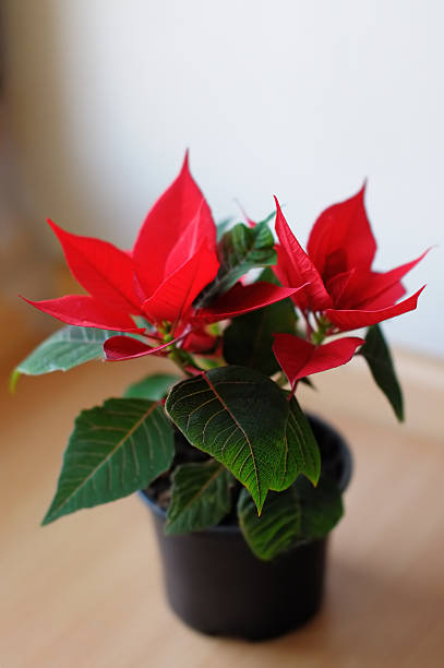 istock Flowerpot with Poinsettia 185631236