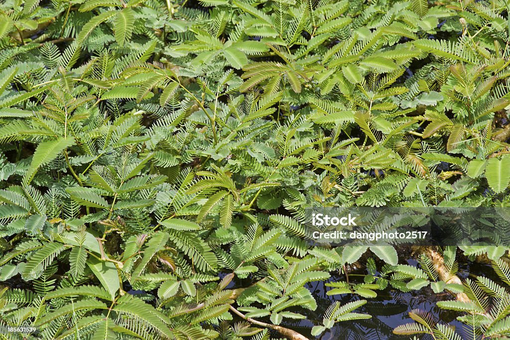 Eau cocktail mimosa (Neptunia oleracea Lour.). - Photo de Acide ascorbique libre de droits