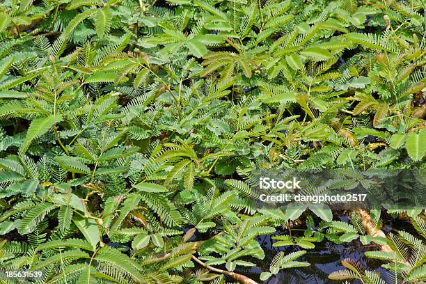 水のミモザneptunia Oleracea Lour - アスコルビン酸のストックフォトや画像を多数ご用意 - アスコルビン酸, ビタミンA, 人物なし
