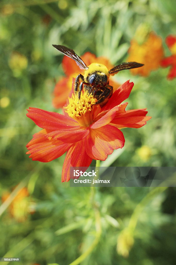 クマバチ 浜離宮庭園 - Photo de Abeille libre de droits