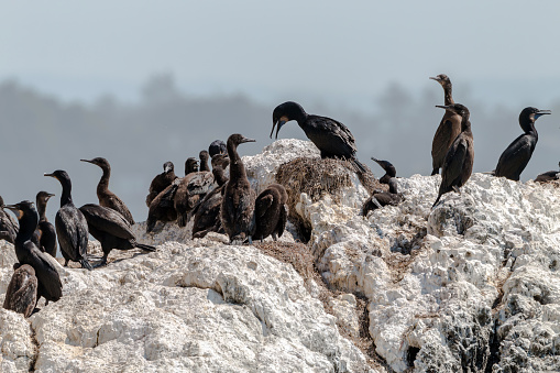 Brandt's Cormorant nesting on rocks